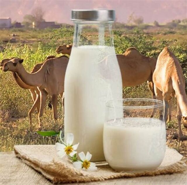 GCC Camel Dairy Market